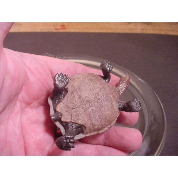 GIANT TORTOISE - Wild Safari Ltd Animal Figure - Picture 3 of 3